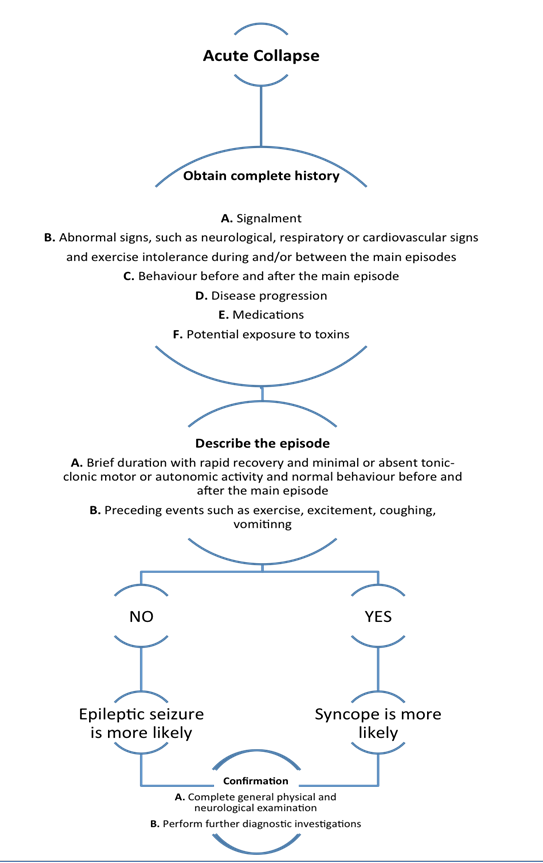View Of Epileptic Seizures Versus Syncope Pathophysiology And Clinical Approach Veterinary Evidence