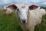Sheep species navigation image