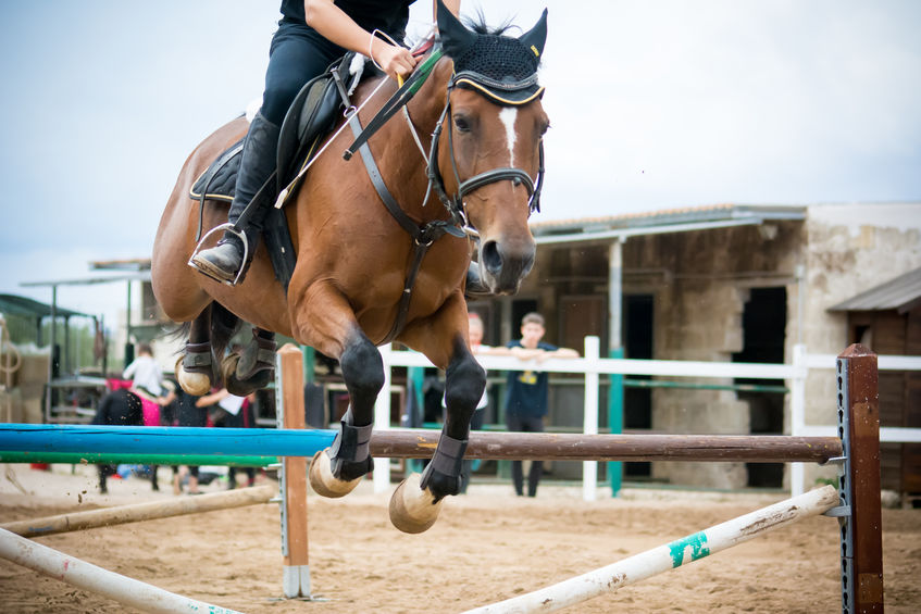 Horse jumping obstacles during equestrian school training on blur background