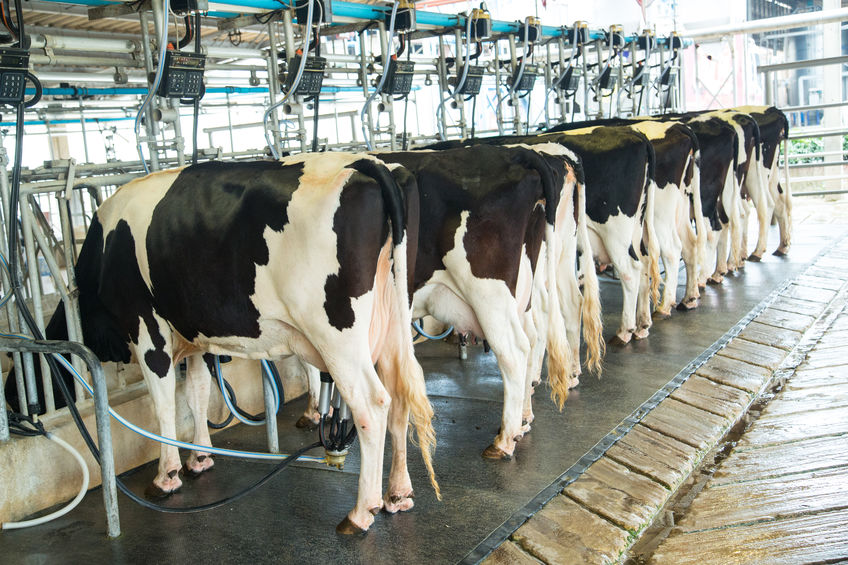 Dairy milking cow machine produce fresh milk to customer