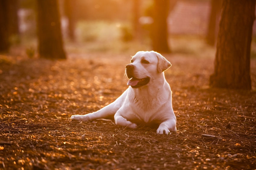 Dog lying down outside in the sunset