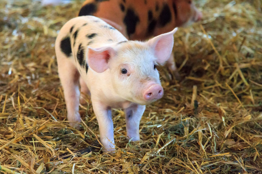 new born piglet