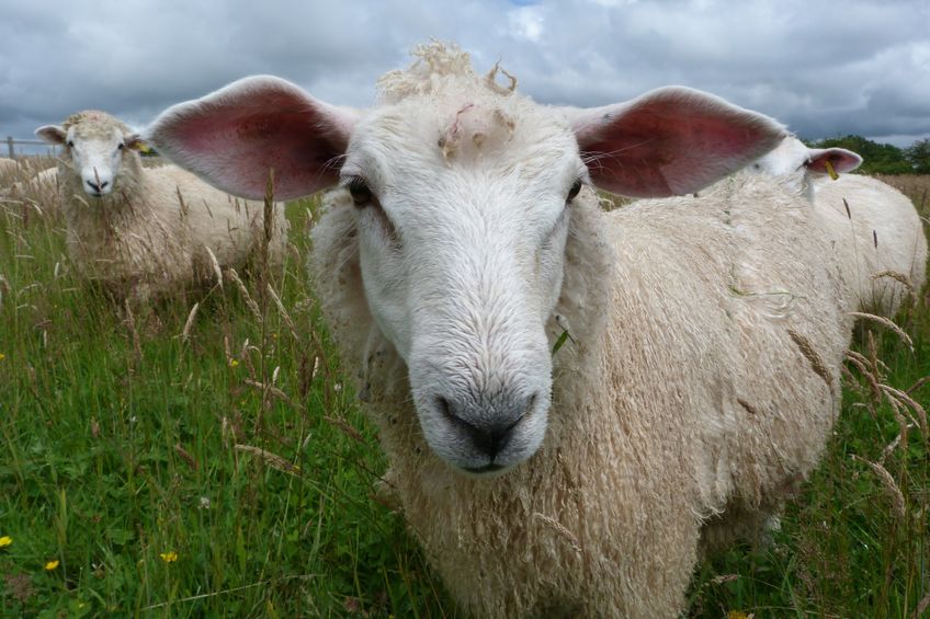 New Romney lamb with large ears in a field