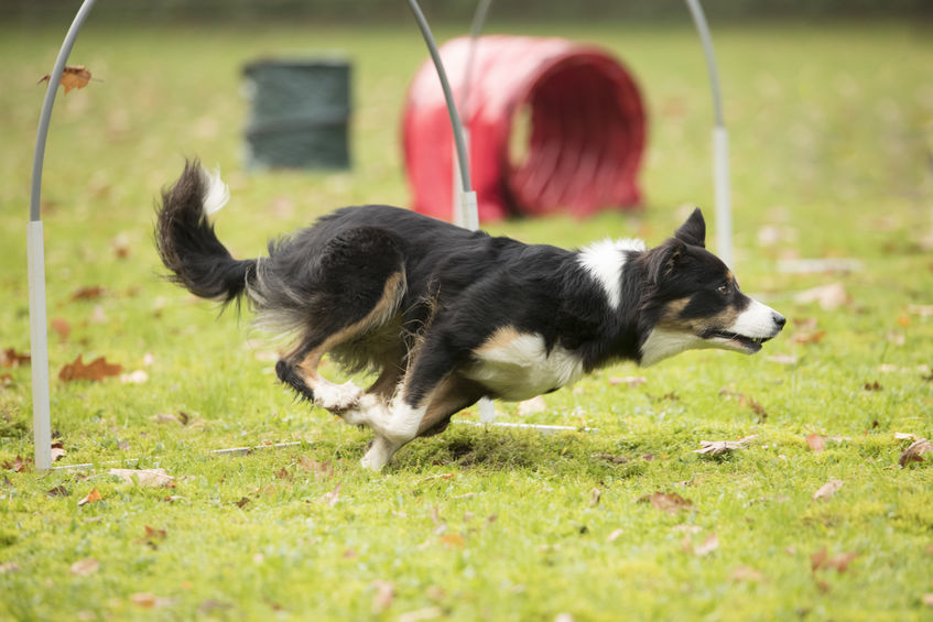 Border Collie, running in agility competition