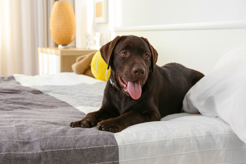 Chocolate labrador retriever on bed at home