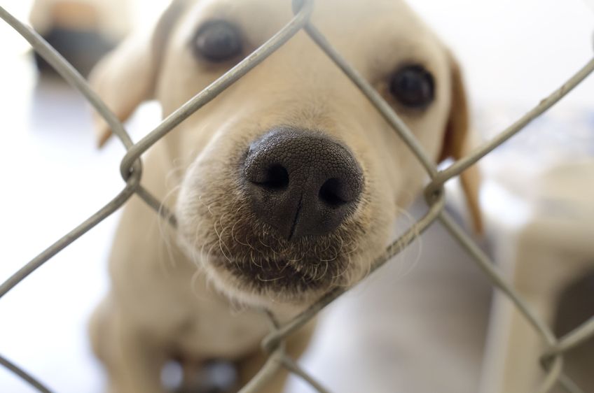 Curious dog is a dog poking his nose through a fence curiously wondering what's going on