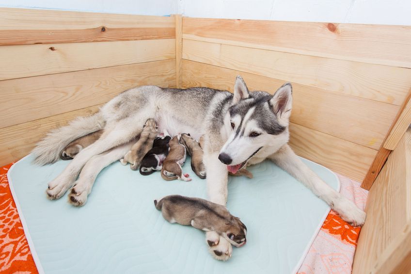 Husky mom and her puppies new born