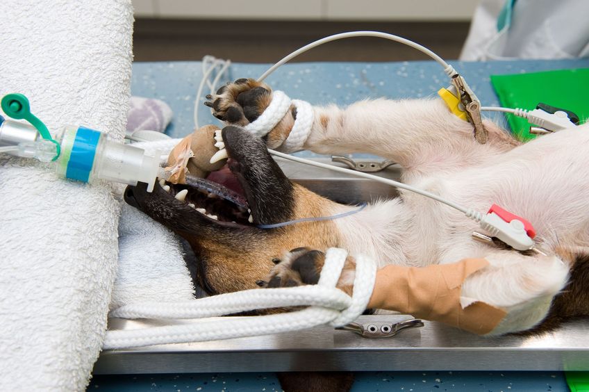 A dog in lying unconscious in a veterinarian clinic while a surgeon is sterilizing her