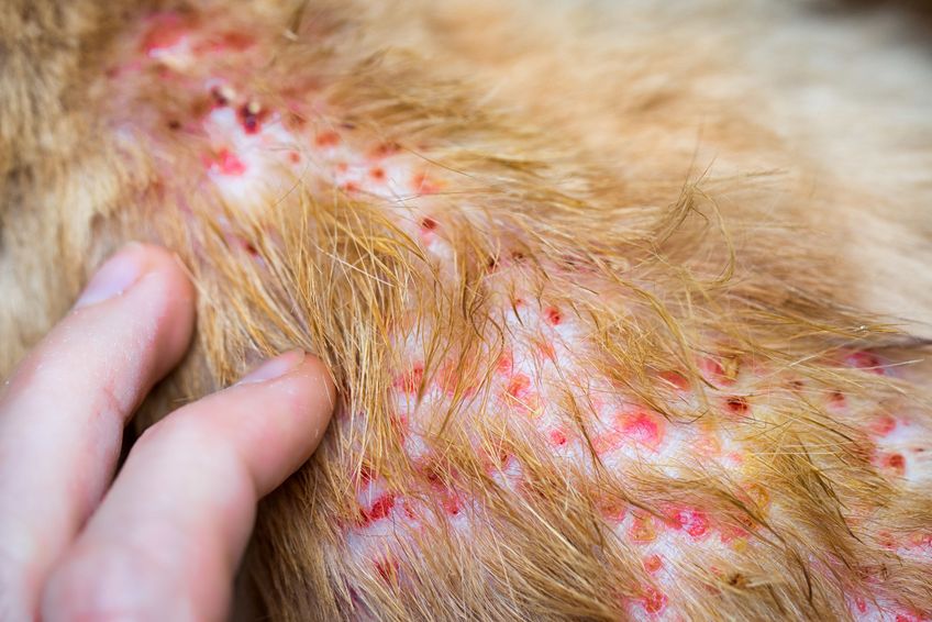 Image for Managing atopic dermatitis in dogs: are antihistamines as effective as glucocorticoids?