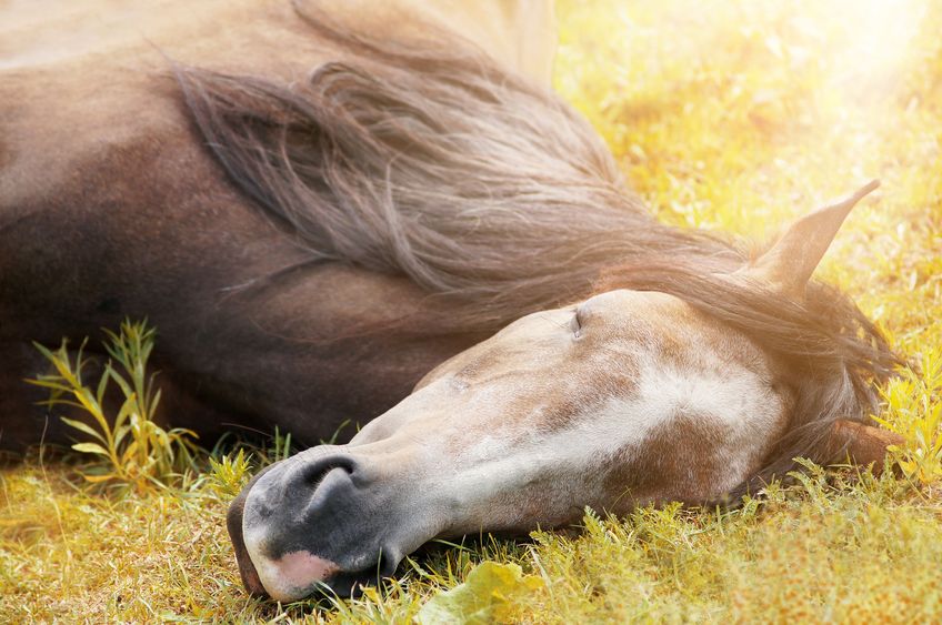 Sleeping horse on autumn grass in sunlight