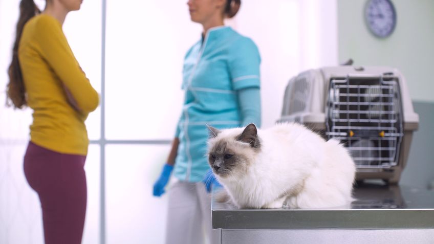 Beautiful long hair cat at the vet clinic, its owner and the doctor are talking in the background