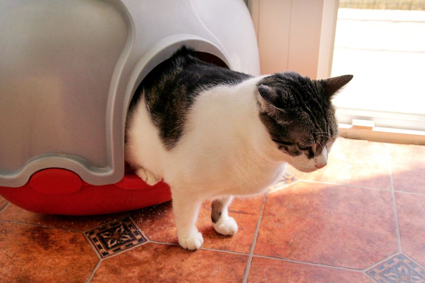 Cat using toilet, cat in litter box, for pooping or urinate, pooping in clean sand toilet. Cleaning cat litter box. Cat looking at her own poop in the litter box. Kitty litter. Cat at home. Pet Shop