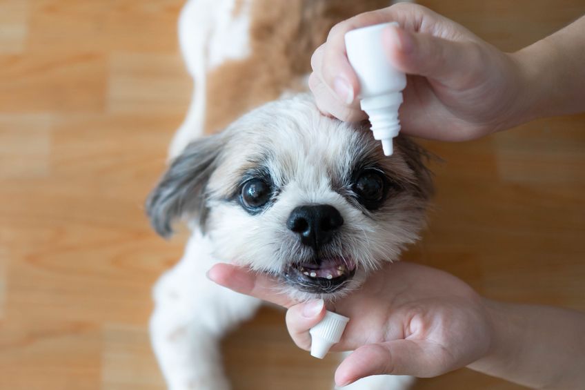 Women hand vet applying medical eye drops to Shih Tzu dog's eyes for treatment and prevention eyes disease. Medical and Health care of pet concept