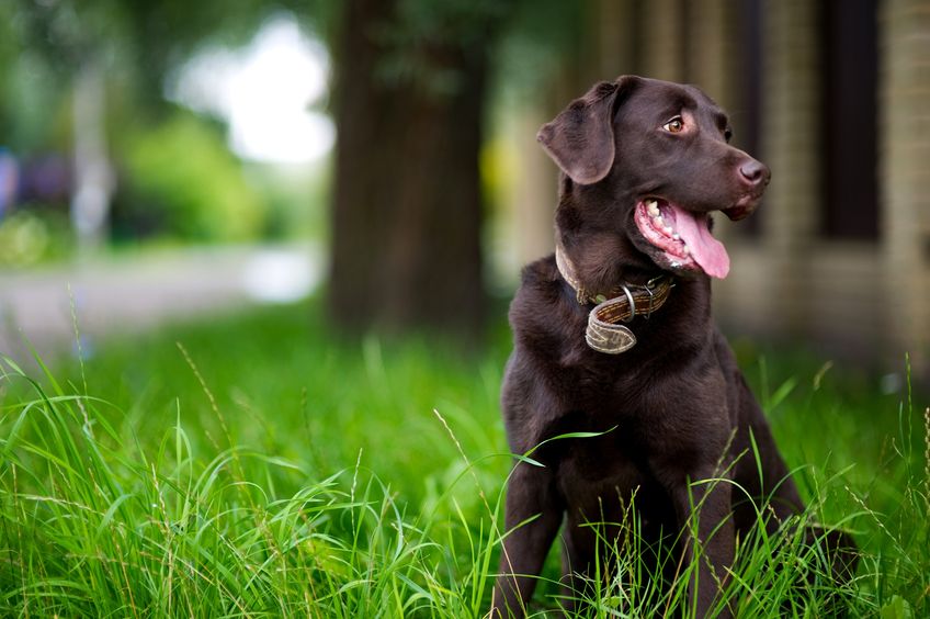 brown labrador retriever joyfully looks away sitting in the grass on a summer day