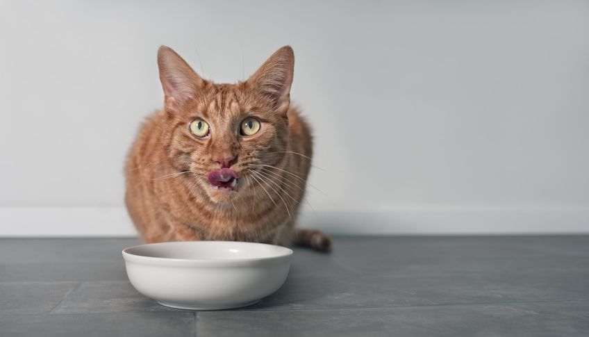 Cute ginger cat licking his face next to a white food dish