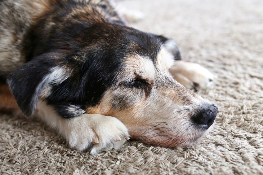 A sleepy senior pet German Shepherd mix breed dog is resting as his health is ailing in his old age