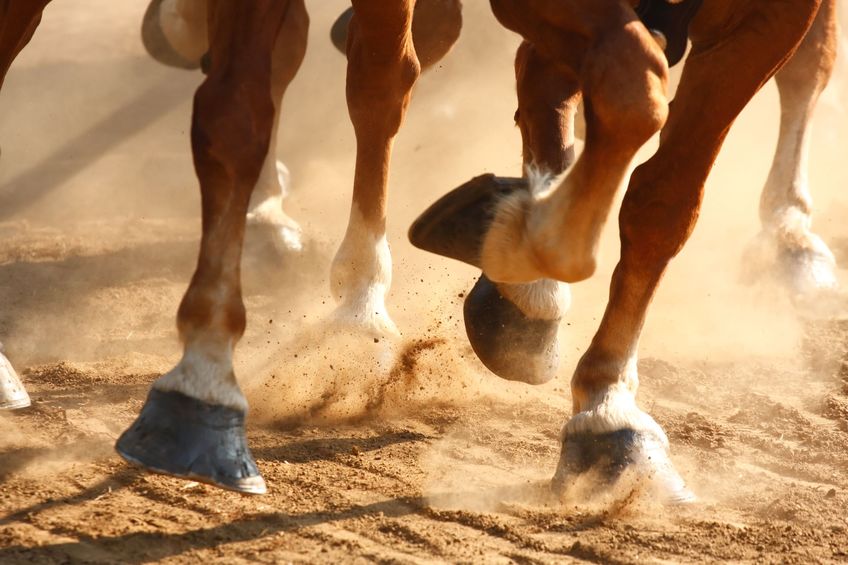 Close-up view on the hooves of horses running through a dusty field.