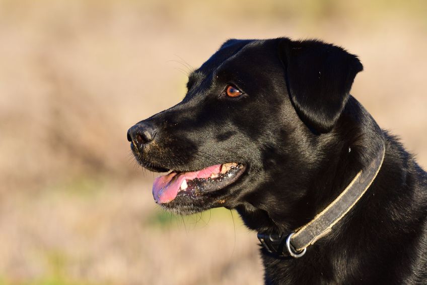 Head shot of a cute black Labrador retriever