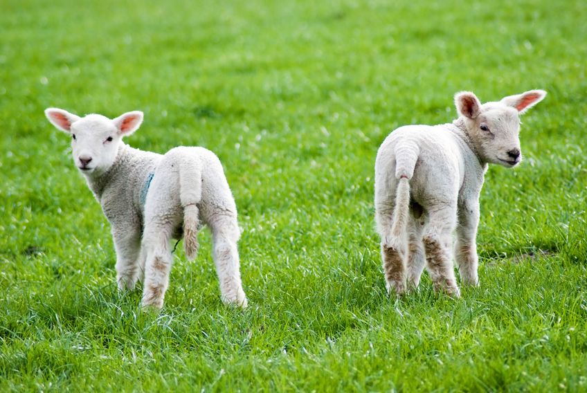 Two spring lambs turning round to face viewer