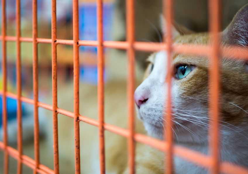 Homeless cat in a cage in an animal shelter