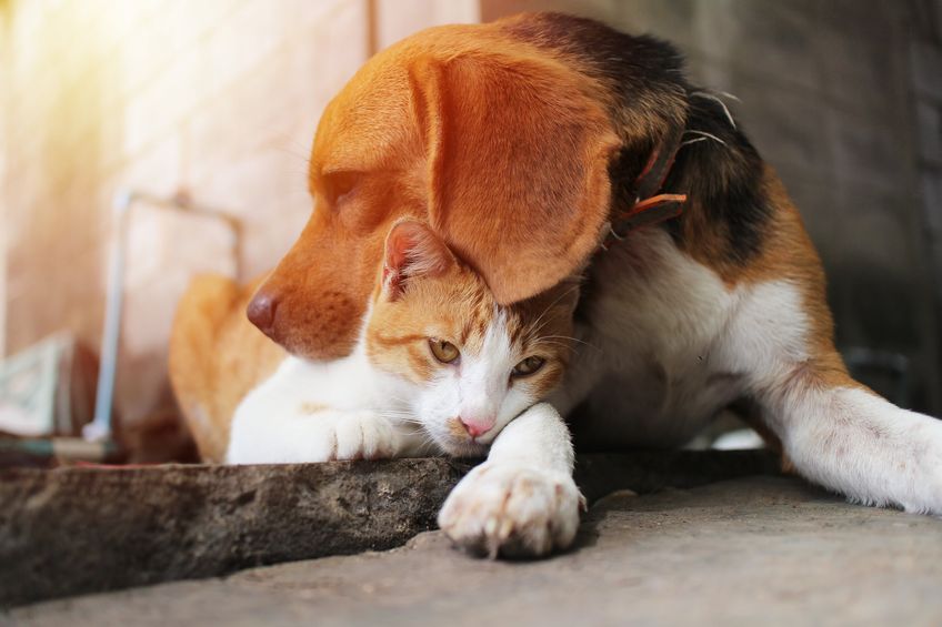 Beagle dog and brown cat in warm hug on the footpath