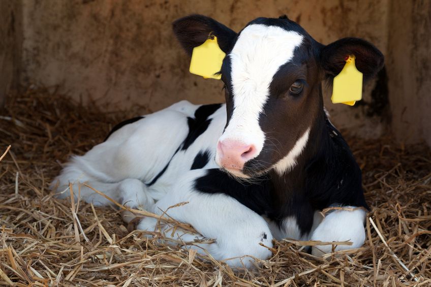 Cute young black and white calf lies in straw and looks alert