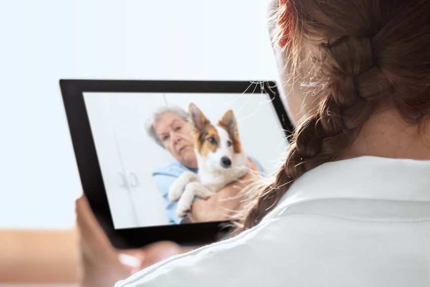 Mobile diagnostic for an veterinarian with telecommunication or telehealth, elderly woman and dog at home