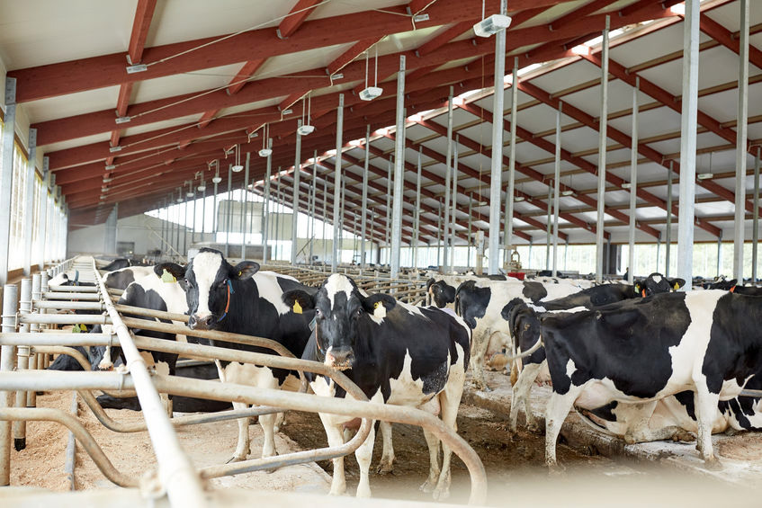 bedding cubicles for dairy cows