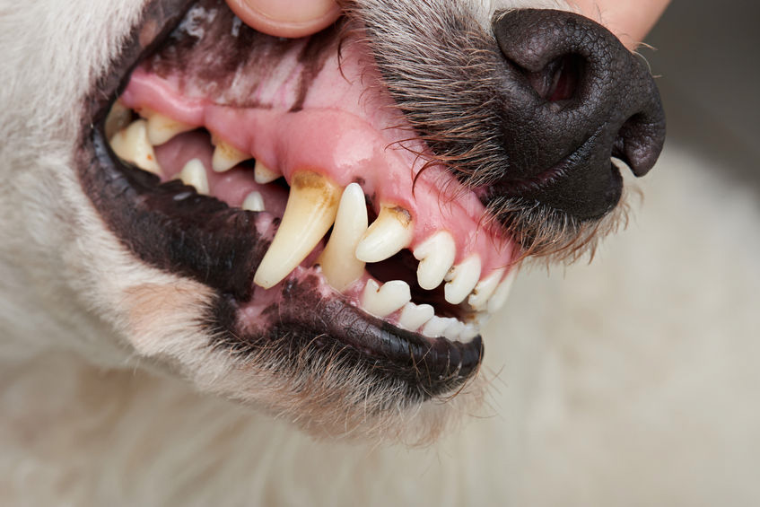 dog, periodontal disease, teeth