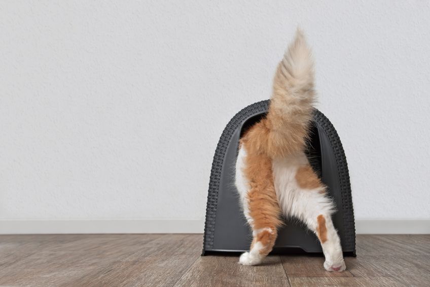 Funny tabby cat step inside a closed litter box