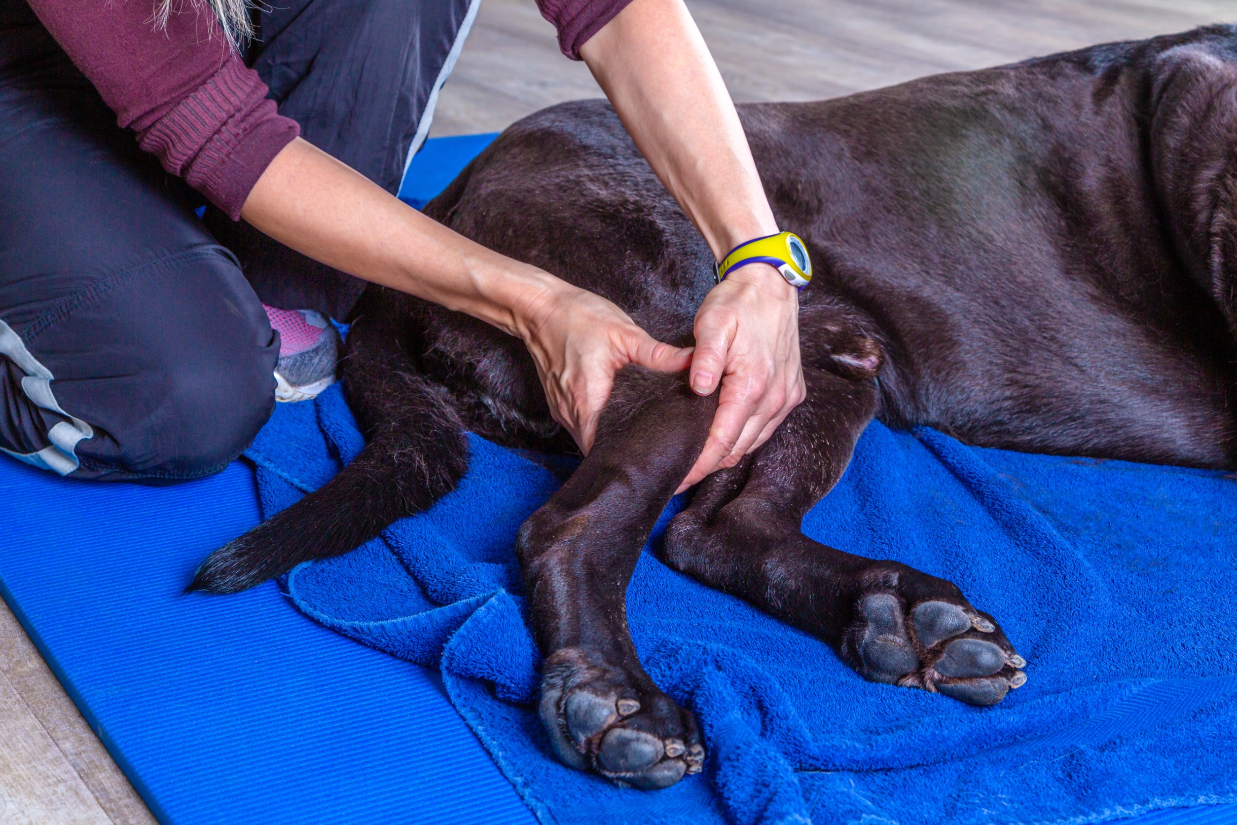 Image for Immune-mediated polyarthritis in dogs: Are corticosteroids the best bet?